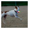 Glowstreak Wild Led Ball Dog Toy Dog Fetch Toys