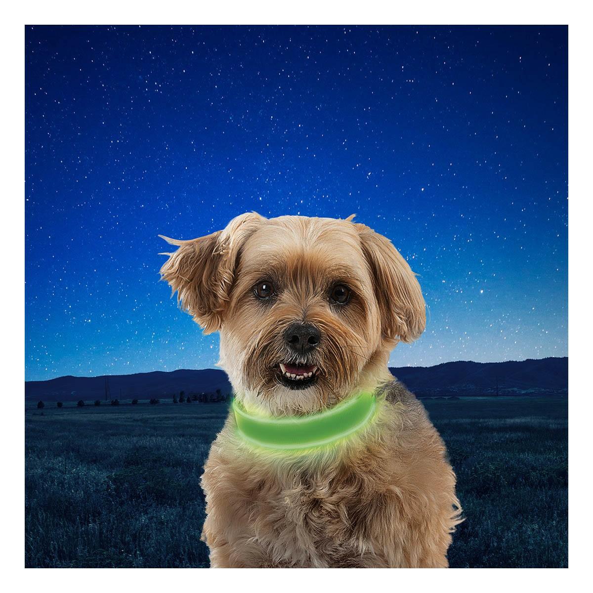 Nitedog Led Collar Collars & Leashes