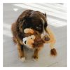 Scampers Lion Dog Toy Dog Plush Toys