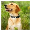 Trailhead Padded Dog Collar Collars & Leashes